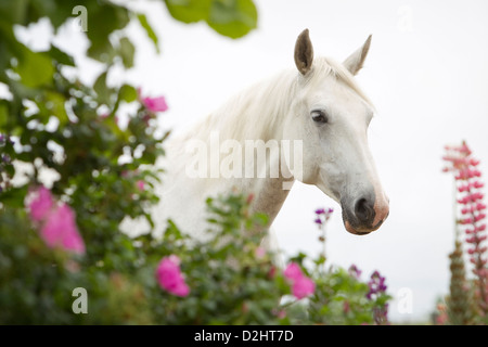 Westphalian Horse. Portrait of a gray mare Stock Photo