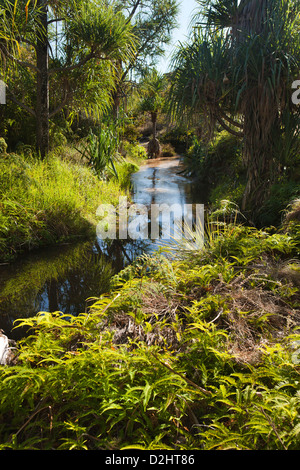 Madagascar, Parc National de l’Isalo, spring fed stream passing through central plateau Stock Photo