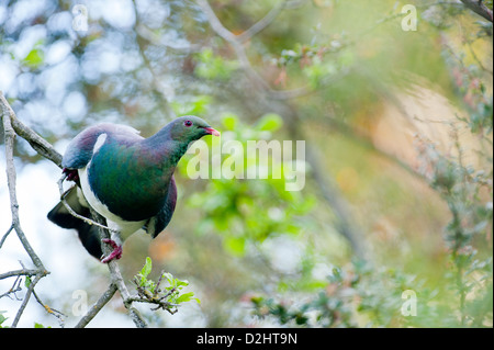 New Zealand Pigeon (Hemiphaga novaeseelandiae, Maori: kereru). Botanic Gardens, Christchurch, South Island New Zealand Stock Photo