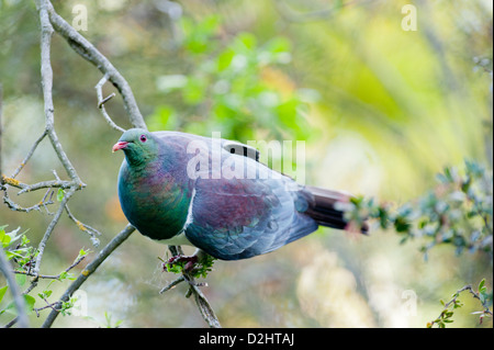 New Zealand Pigeon (Hemiphaga novaeseelandiae, Maori: kereru). Botanic Gardens, Christchurch, South Island New Zealand Stock Photo