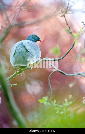 New Zealand Pigeon (Hemiphaga novaeseelandiae, Maori: kereru). Botanic Gardens, Christchurch, South Island New Zealand Stock Photo