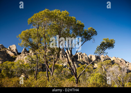 Madagascar, Parc National de l’Isalo, green trees growing on central plateau Stock Photo