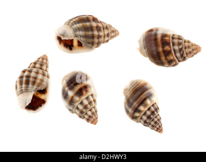 Banded Nassa shells Stock Photo