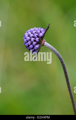 A flowerhead of devil's-bit scabious (Succisa pratensis) just before the individual florets open. Growing in a wildflower meadow Stock Photo