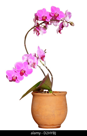 Violet orchid (Orchis) in the ceramic pot on white background. Isolated with clipping path. Adobe RGB. DFF image Stock Photo