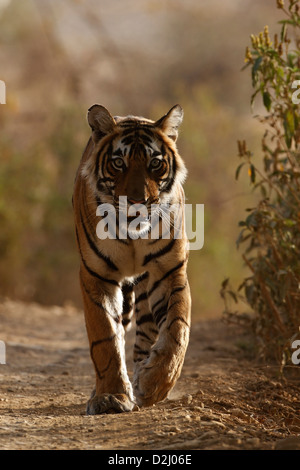 Wild Bengal tiger, Panthera tigris, walking on track, front, Ranthambore N P, India Stock Photo