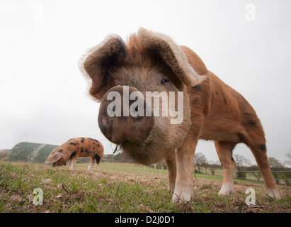 An Oxford Sandy & Black pig looking at camera Stock Photo