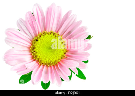 Pink flower Aster. Inflorescence of Aster. Sweet pea. Isolated on white. Isolated with clipping path. Adobe RGB Stock Photo