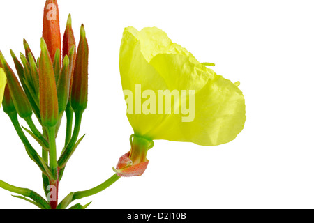Evening primrose (Oenothera ) on white background. Isolated with clipping path. Adobe RGB. DFF image Stock Photo