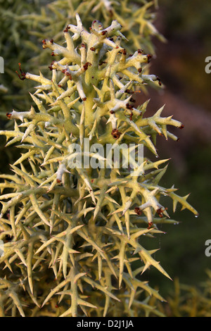 Silver Thicket, a Madagascan Spiny Forest Tree, Euphorbia stenoclada, Euphorbiaceae. Anakao, Southern Madagascar, Africa. Stock Photo