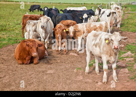 A hodgepodge of cross bred cattle in a paddock. Various breed incorporated into these hybrids are holstein and angus. Stock Photo