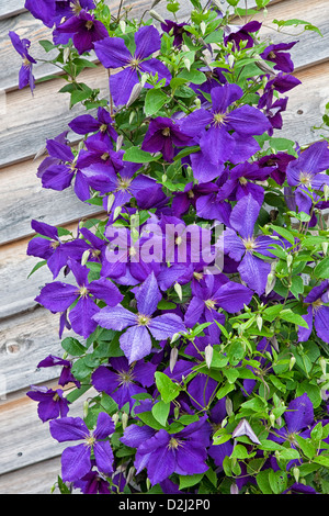 A beautiful hybrid purple flowering Jackman clemantis growing on a trellis on the side of a wooden building. Stock Photo