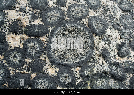 Outcrop of orbicular granite - detail. Orbicular Granite Nature Sanctuary, 15km north of Caldera, Chile, South America. Stock Photo