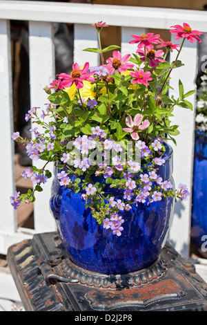 Blue glazed terracotta plant pots filled with annual flowers used as home decoration. Stock Photo