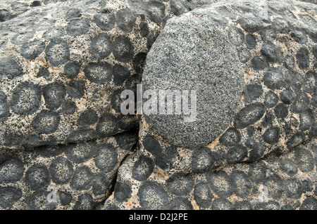 Outcrop of orbicular granite - detail. Orbicular Granite Nature Sanctuary, 15km north of Caldera, Chile, South America. Stock Photo