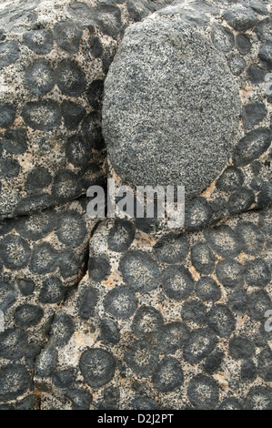 Outcrop of orbicular granite - detail. Orbicular Granite Nature Sanctuary, 15km north of Caldera, Chile, South America. Stock Photo