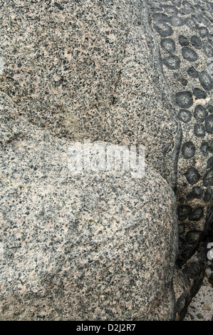 Outcrop of orbicular granite - detail. Orbicular Granite Nature Sanctuary, 15km north of Caldera, Chile, South America. Stock Photo