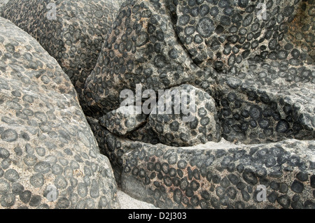 Outcrop of orbicular granite - detail. Orbicular Granite Nature Sanctuary, 15km north of Caldera, Chile, South America. Stock Photo