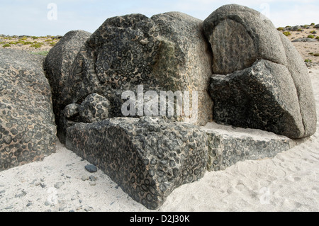 Outcrop of orbicular granite - detail. Orbicular Granite Nature Sanctuary, 15km north of Caldera, Chile, South America. Stock Photo