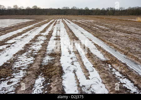 Flooded and frozen potato field in winter Stock Photo