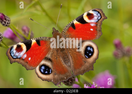 Peacock butterfly on Knapweed, England, UK Stock Photo