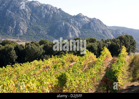 Corsica: Vallee de l'Orto - Domaine Saparale / autumn colors of vines with valley in the background Stock Photo