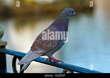 Wild Feral Pigeon sitting on a railing in a city park Stock Photo