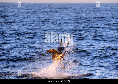 Great White Shark breaching at Seal Island, South Africa Stock Photo