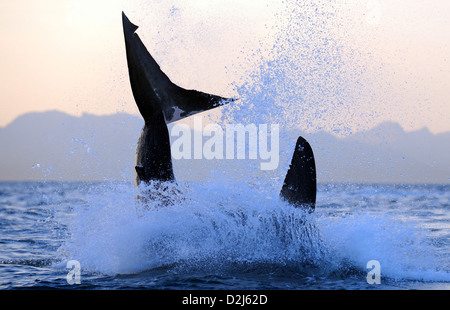 Great White Shark breaching at Seal Island, South Africa Stock Photo