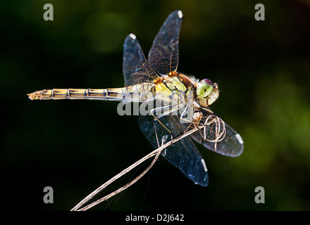 A male Common Darter dragonfly (Sympetrum striolatum) perches on top of vegetation in Conigre Mead Nature Reserve. Stock Photo