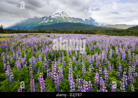 Arctic Lupine, Lupinus arcticus, purple flowers in bloom, Kenai Peninsula, Chugach Nat'l Forest, Alaska, Sheep Mountain beyond. Stock Photo