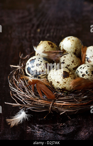 Quail eggs and feathers in a nest on a dark wooden background. Stock Photo