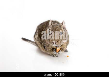 a close-up studio photo on a white background of a Degu (Octodon degus), a small rodent with brown fur, eating an almond held between its paws Stock Photo