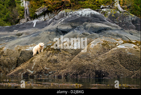 a Kermode or spirit bear (Ursus americanus kermodei) pauses as it eats barnacles exposed by low tide at the Pacific Ocean's edge in British Columbia Stock Photo