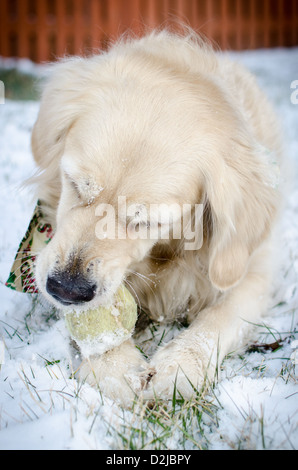 'Chispa' the Golden Retriever playing with a tennis ball in the snow Stock Photo