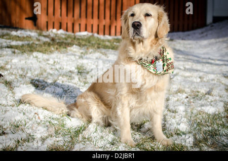 'Chispa' the Golden Retriever playing with a tennis ball in the snow Stock Photo