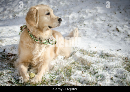 'Chispa' the Golden Retriever playing with a tennis ball in the snow Stock Photo