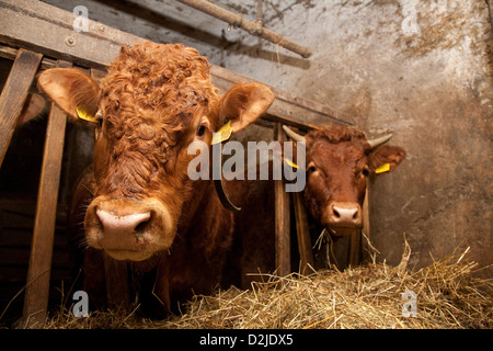 Dairy Cows In The Barn Baden Wuerttemberg Cow Cows Dairy Cow Dairy
