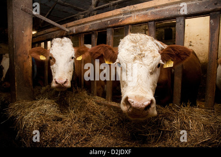 Dairy Cows In The Barn Baden Wuerttemberg Cow Cows Dairy Cow Dairy
