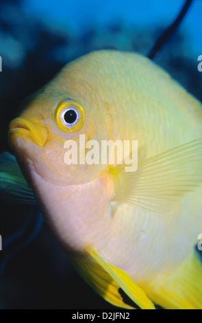 Golden Damsel (Amblyglyphidodon aureus), Ribbon Reef #10, Great Barrier Reef off Cooktown Stock Photo