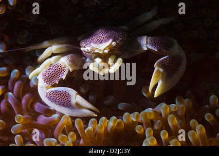 Purple Pocelain crap in anemone on reef underwater in Sipadan, Malaysia Stock Photo