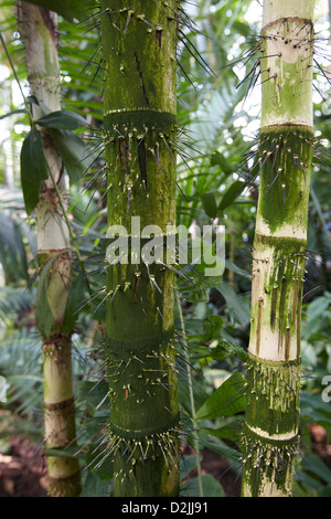 Aiphanes eggersii, Palm House, Kew Gardens, London, UK Stock Photo