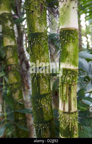 Aiphanes eggersii, Palm House, Kew Gardens, London, UK Stock Photo