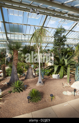 Cacti in the Princess of Wales Conservatory House, Kew Botanical Gardens, London, UK Stock Photo