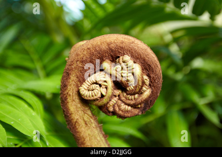 Fern, Angiopteris, growing in the Princess of Wales Conservatory, Kew Gardens, London, UK Stock Photo