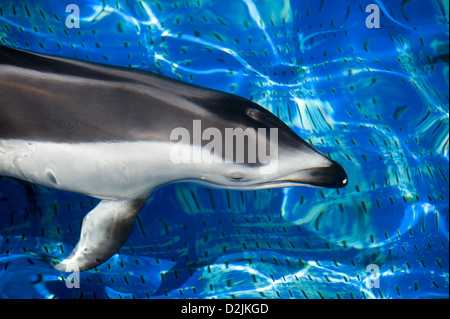 Dolphin swimming in a blue pool Stock Photo