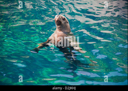 Curious sealion swimming in a pool Stock Photo