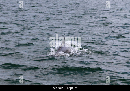 2 dolphins swimming showing their fins
