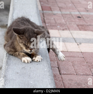 stray grey cat on pavement Stock Photo