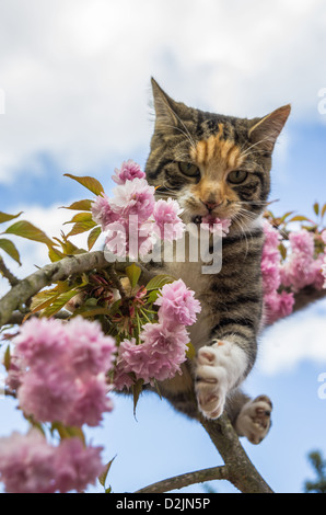 Esther the cat exploring an ornamental cherry tree. Stock Photo